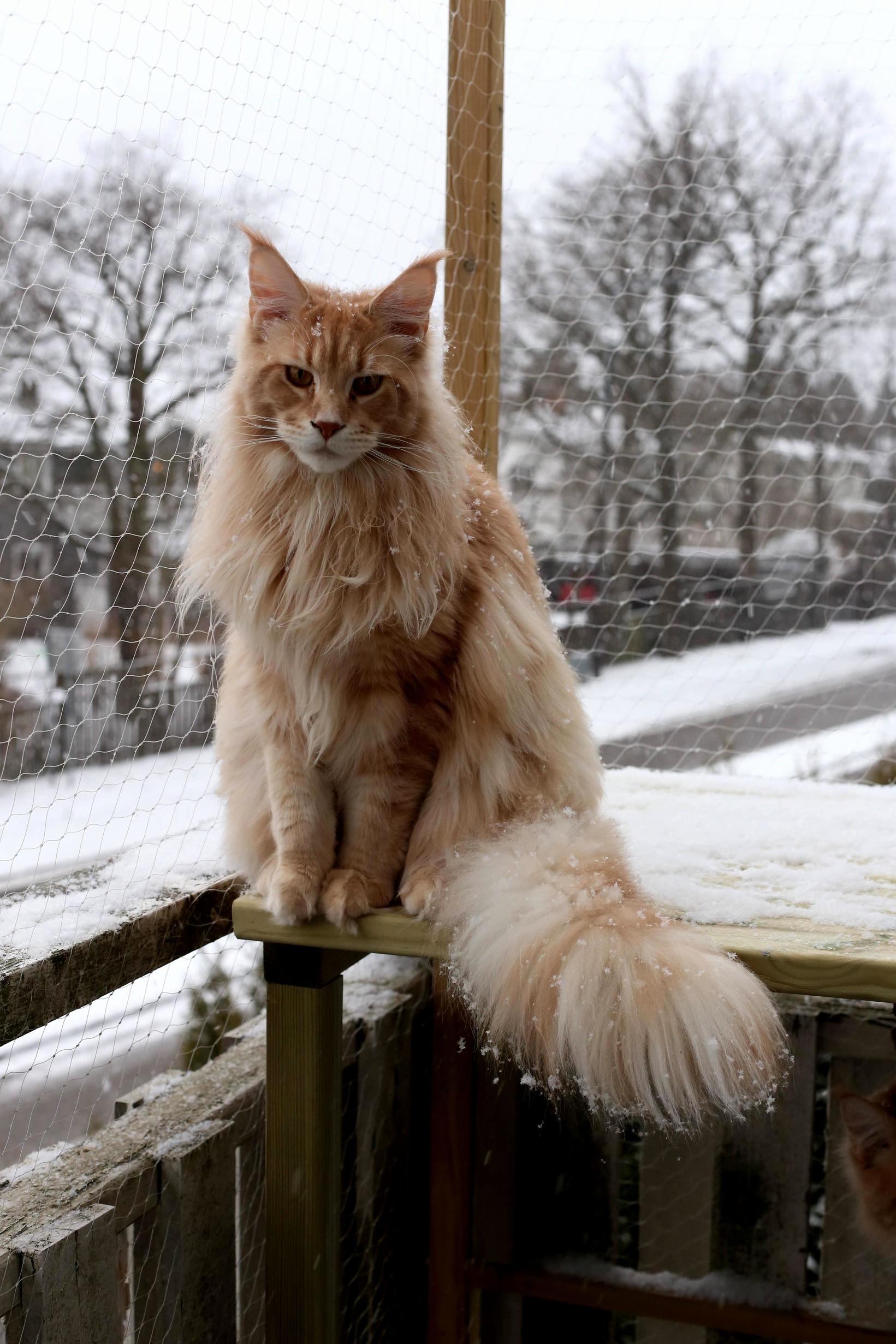 Maine Coon in the Snow X-post from Rmainecoons