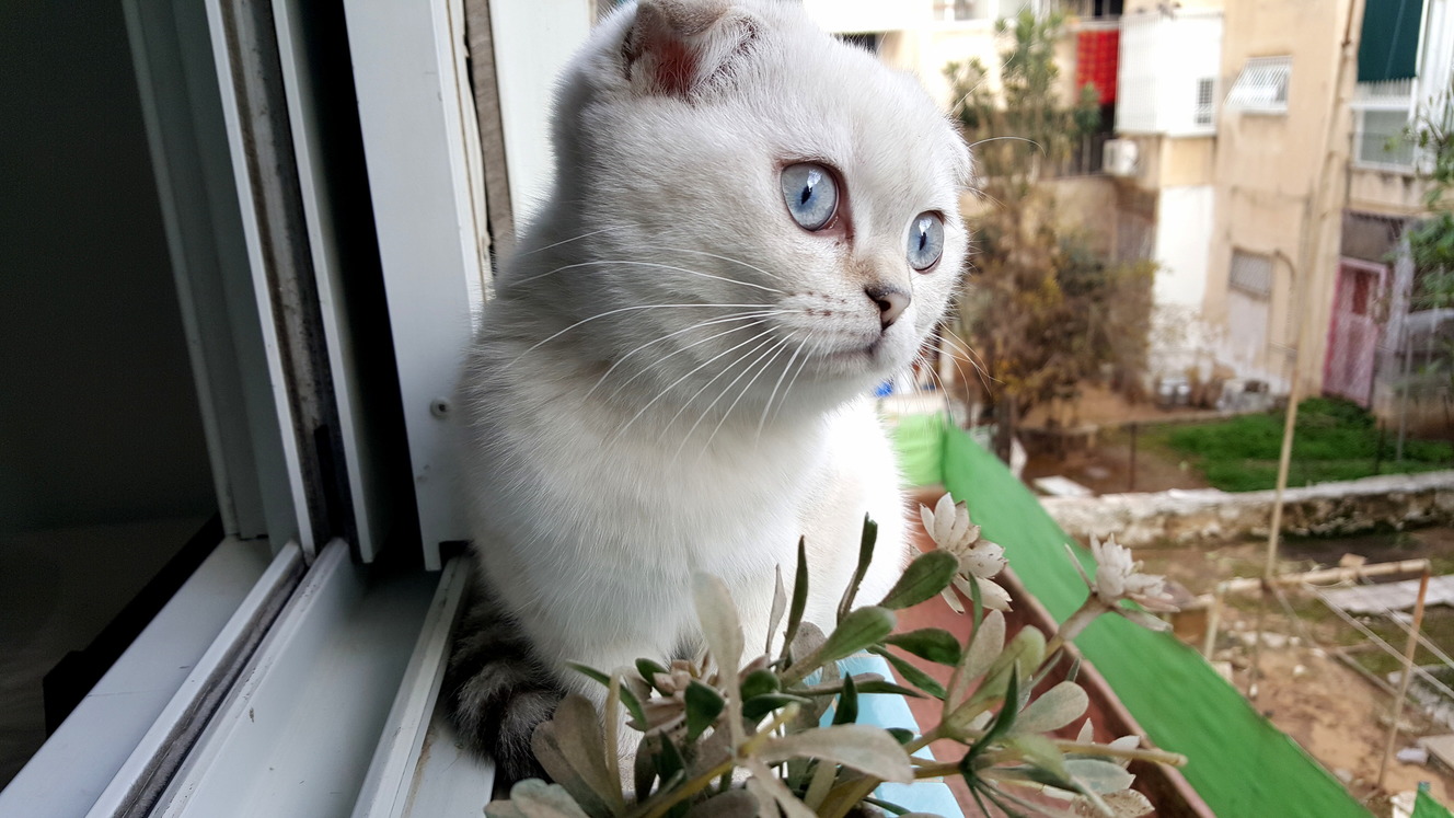 Meet Munch My 4 Months Old Scottish Fold