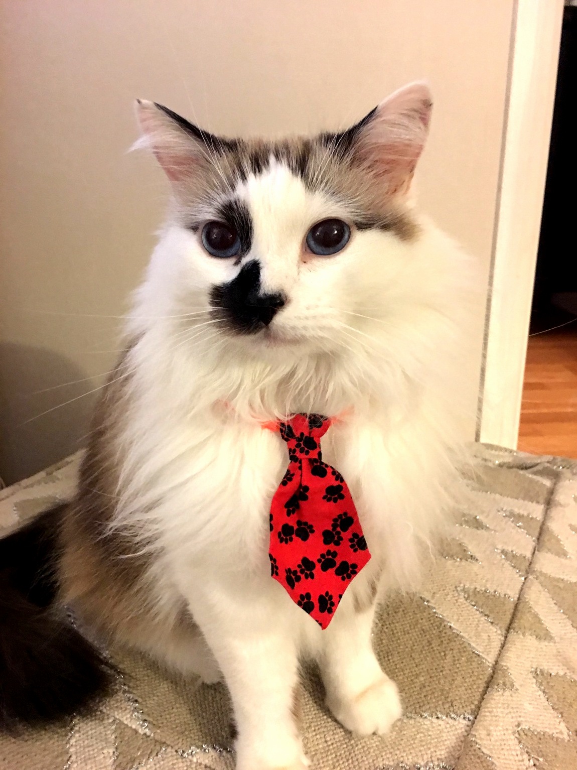 Meet My Neighbors Cat Finnigan.