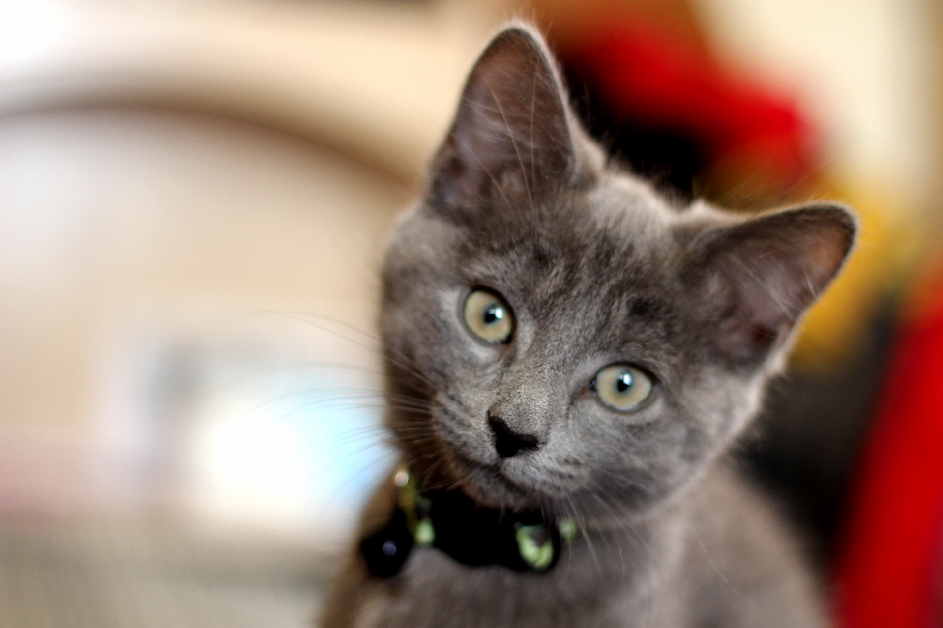 Meet Storm.