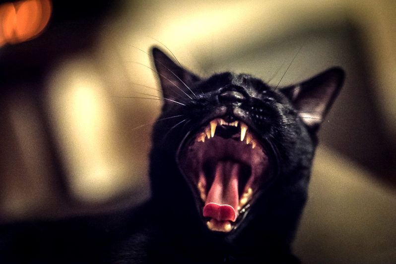 Meowwww
