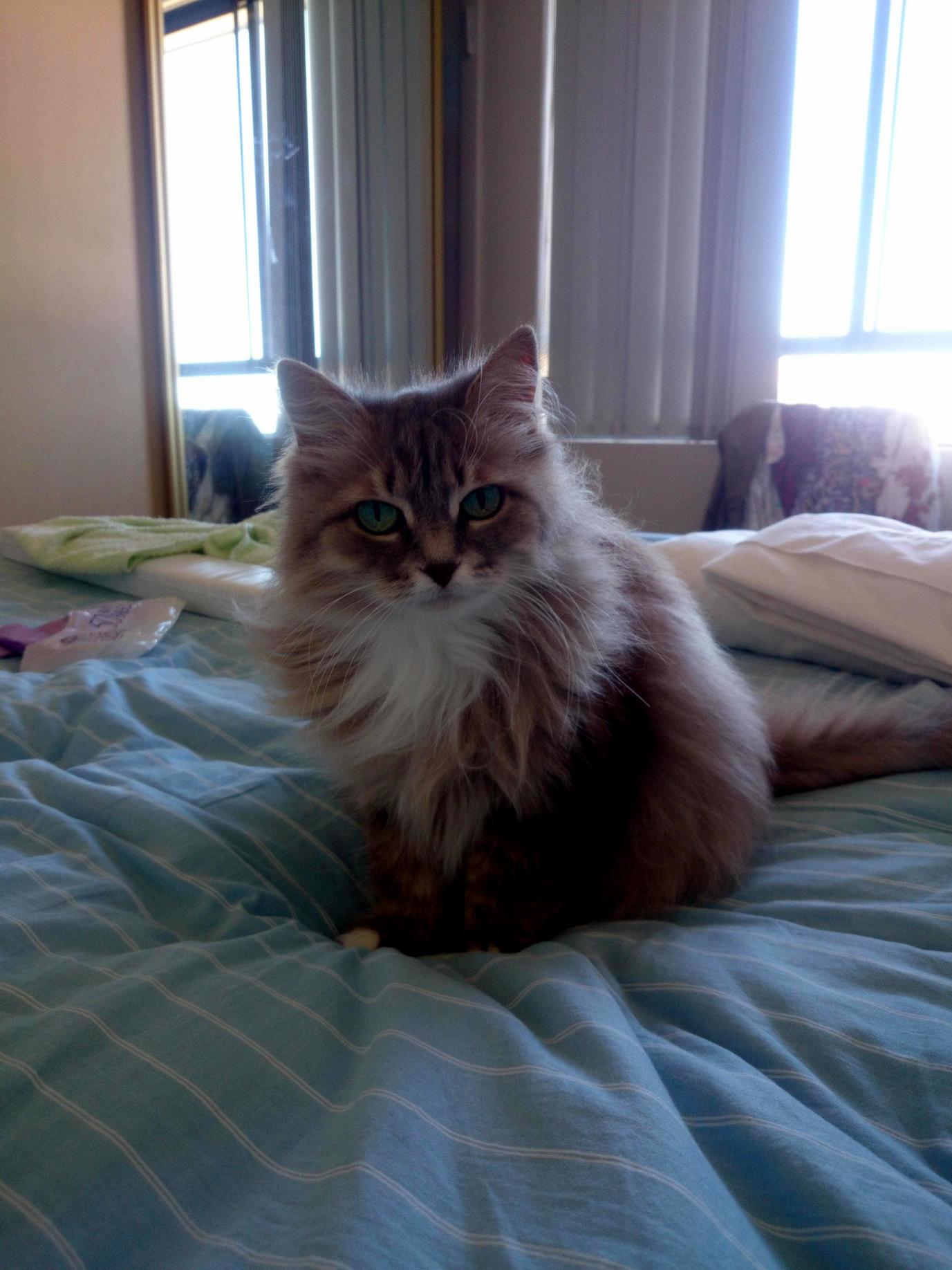 My 13 Year Old Cat.