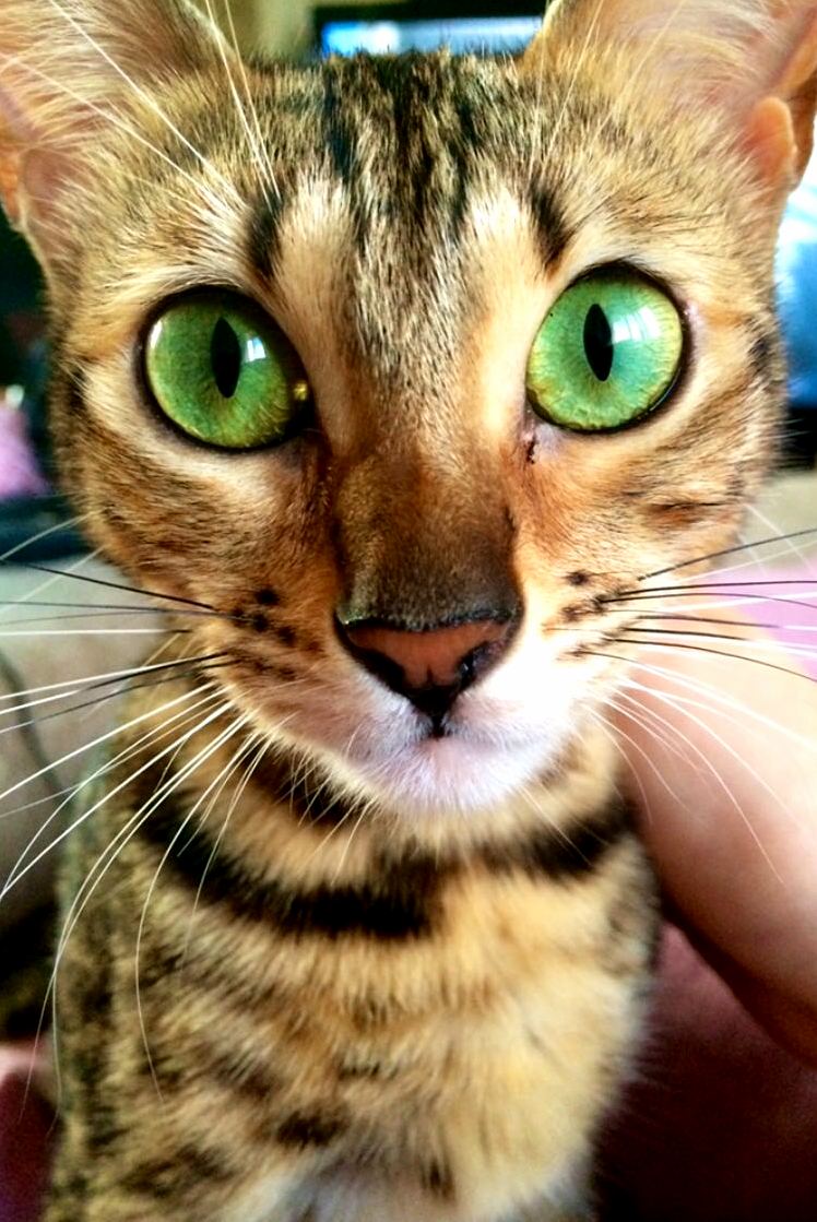 My Bengal Beauty