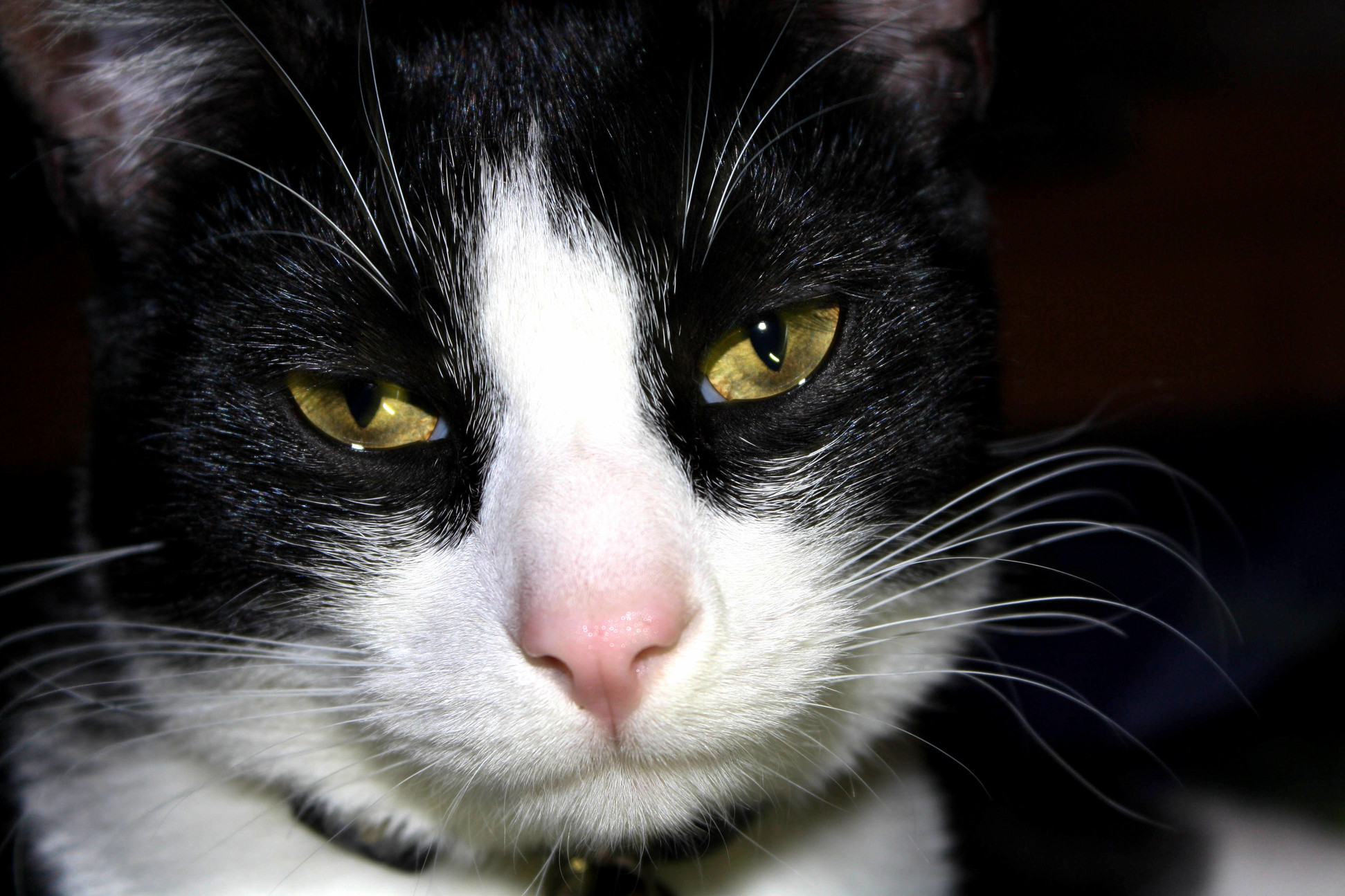 My Cat Isnt a Fan of Having His Picture Taken.