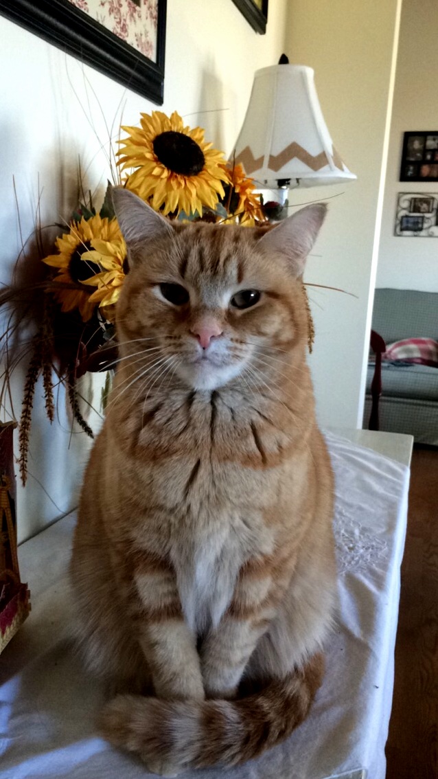 My Cat Seems Like Shes Stuck Between Kittenhood and Adulthood
