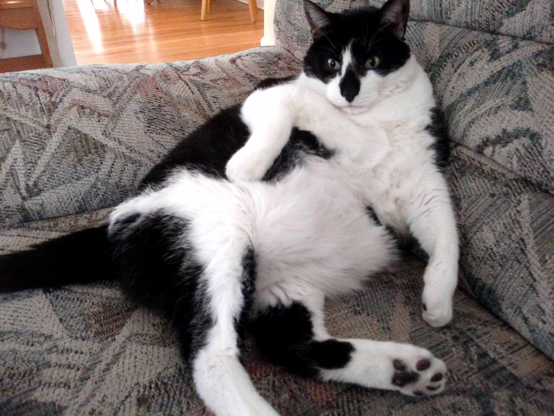 My Cat Sits Like This a Lot.