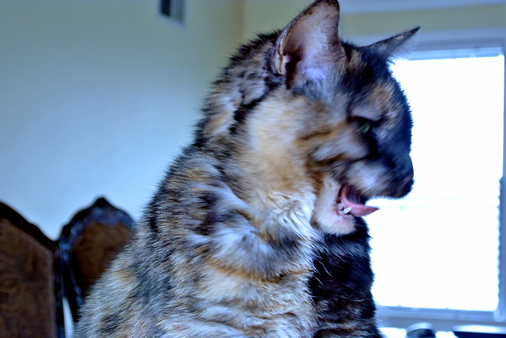 My Cat. Mid-yawn.