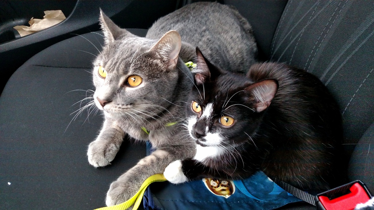 My Cats Like Car Rides.