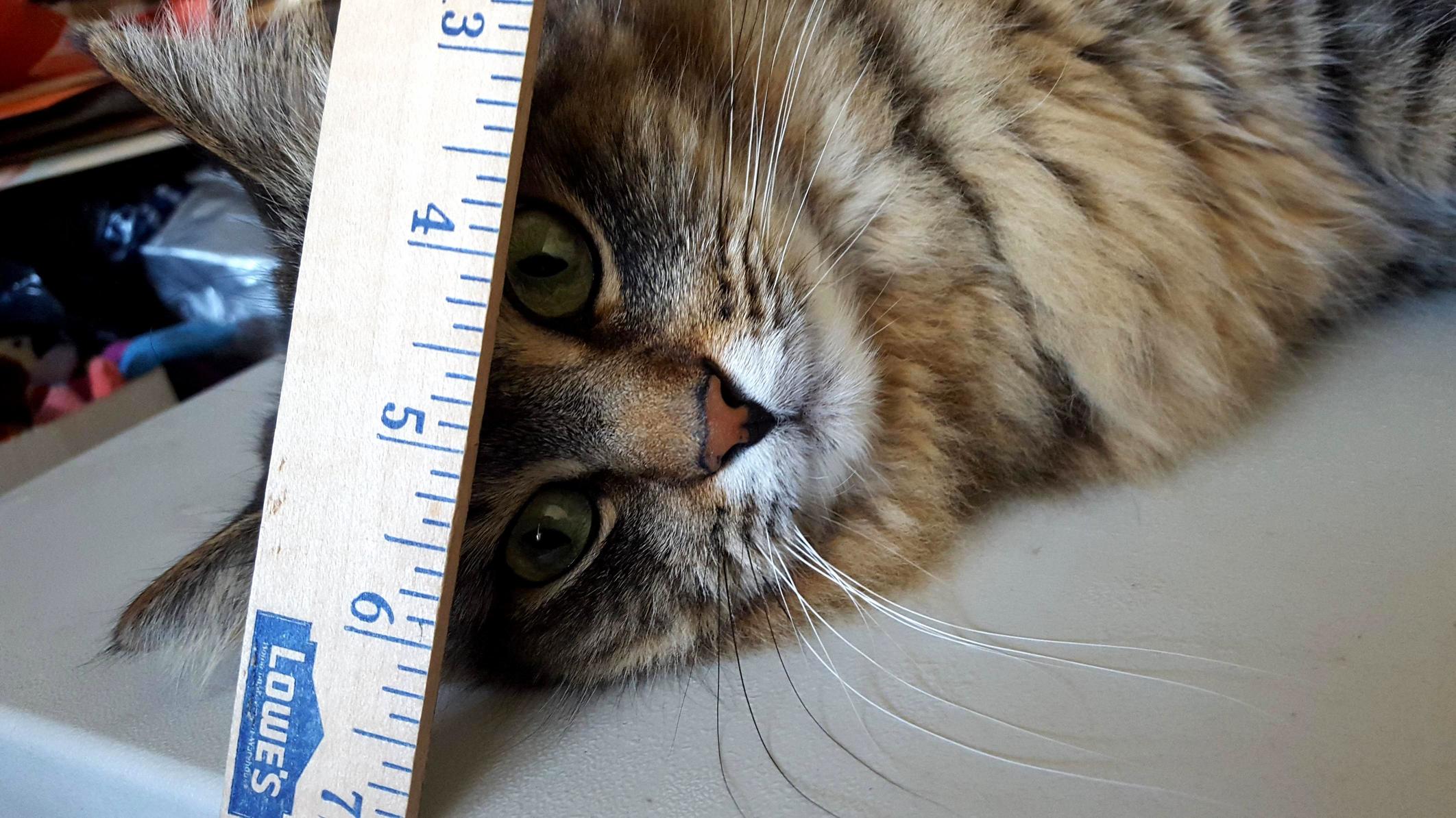 My Grandmas Cat Rules