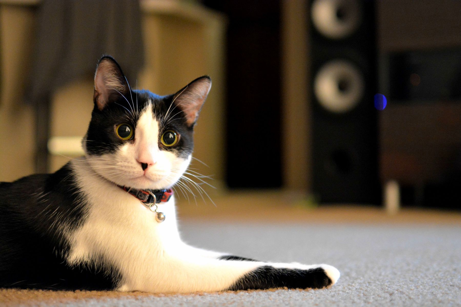 My Handsome Loki Trying to Keep It Classy