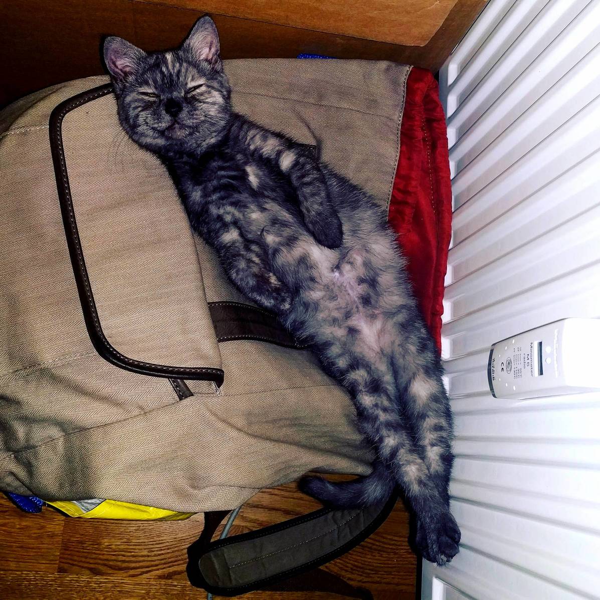 My Kitten Loving Life