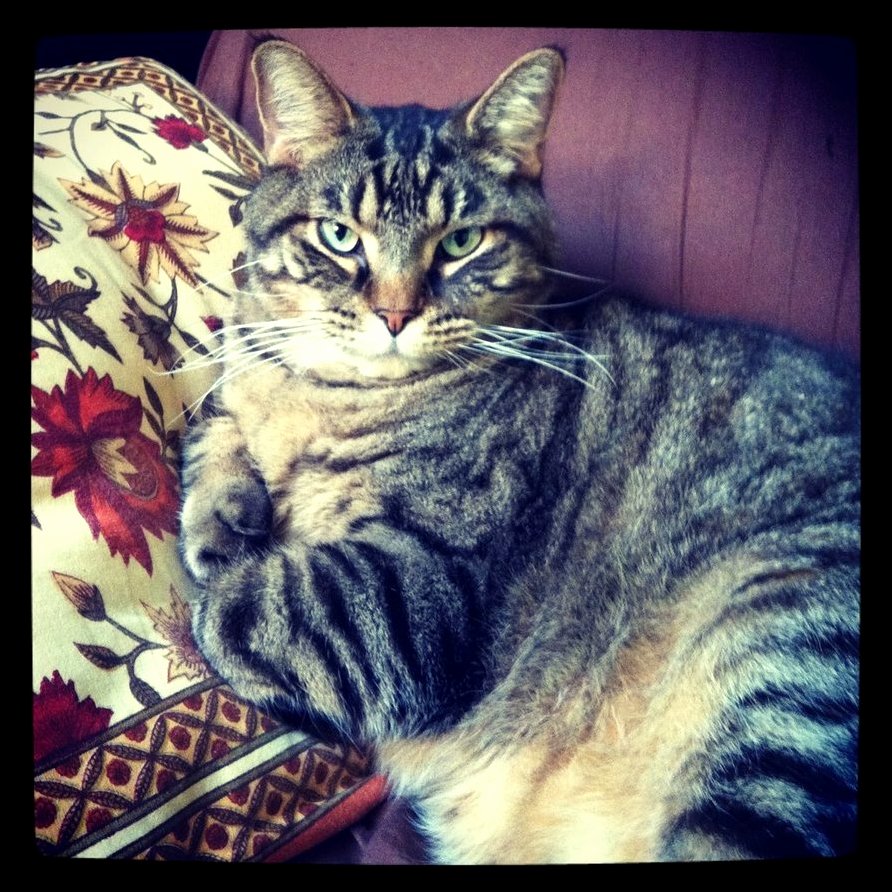 My Kitty Eddie and His Lazy Day .