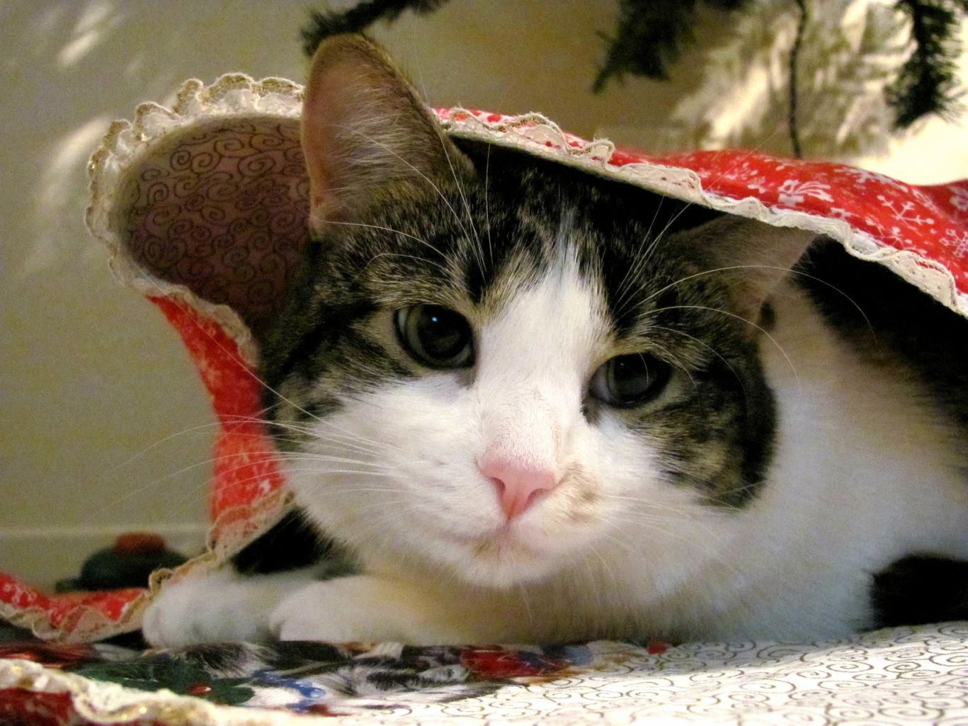 My Little Callie Making a Mess of the Tree Skirt