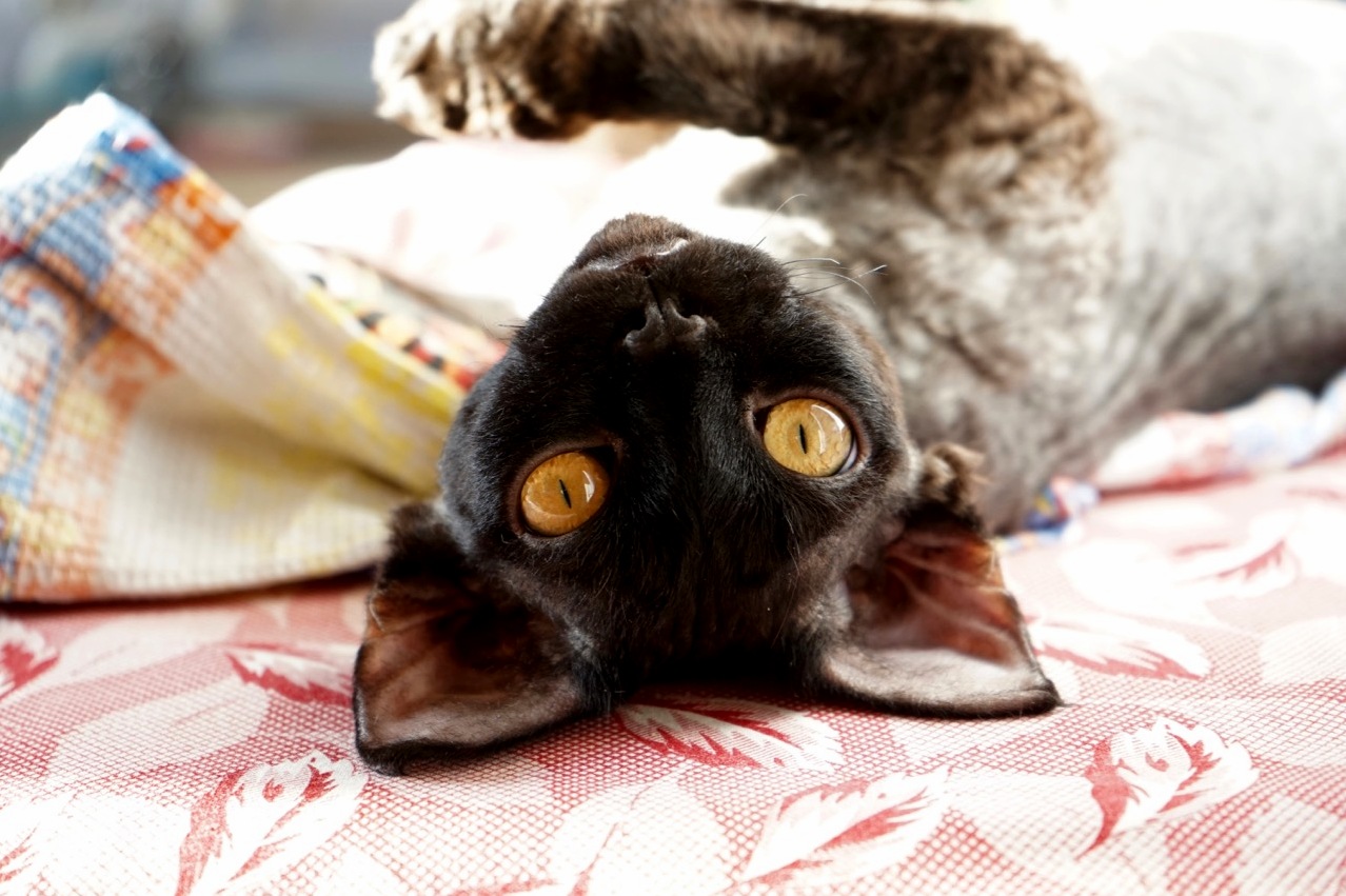 My Little Volt the Cat Still Thinks Hes in Australia
