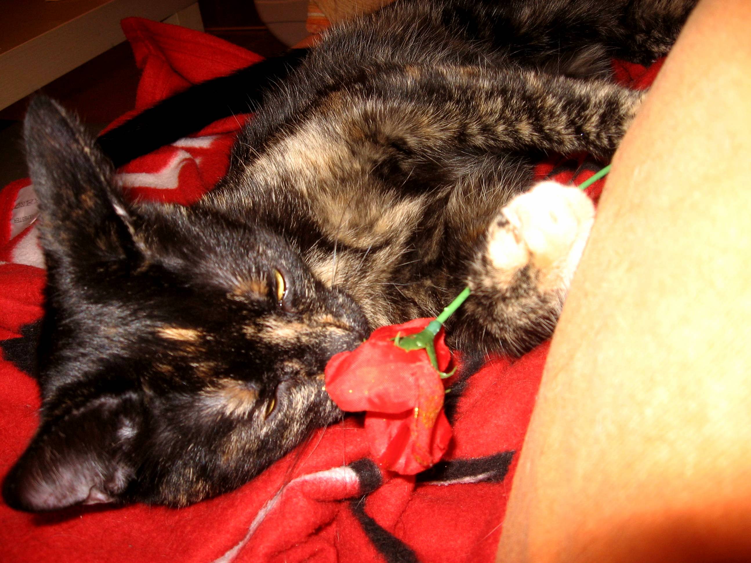 Not Sure but My Tortie Might Have a Secret Suitor