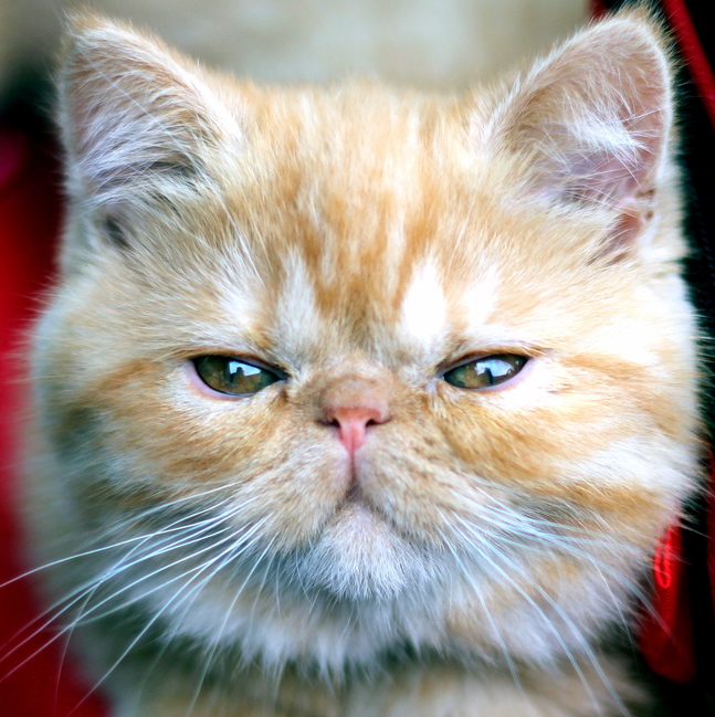 Obligatory New Cat Photo