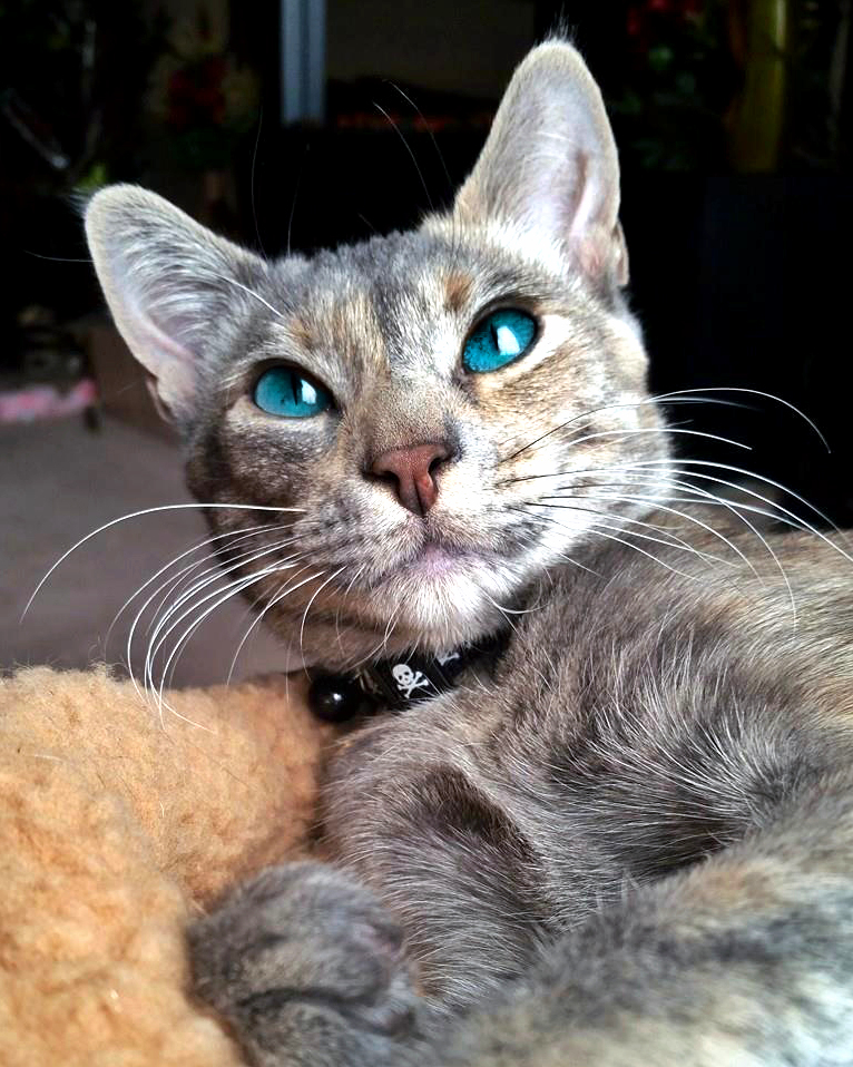 Ocean Eyes