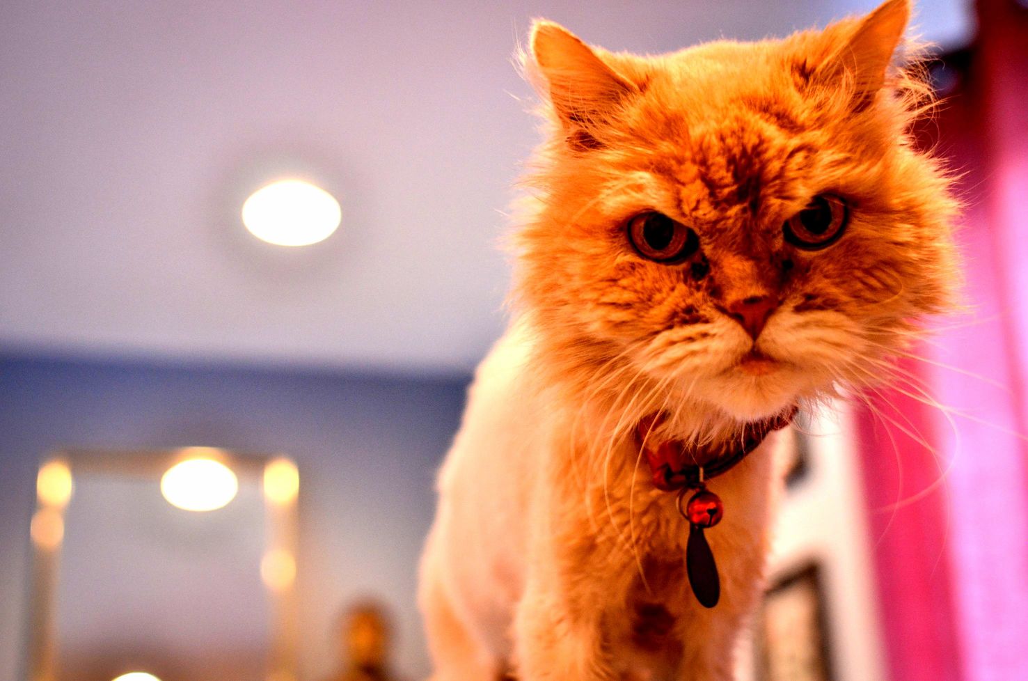 Oliver Is Concerned About My Camera