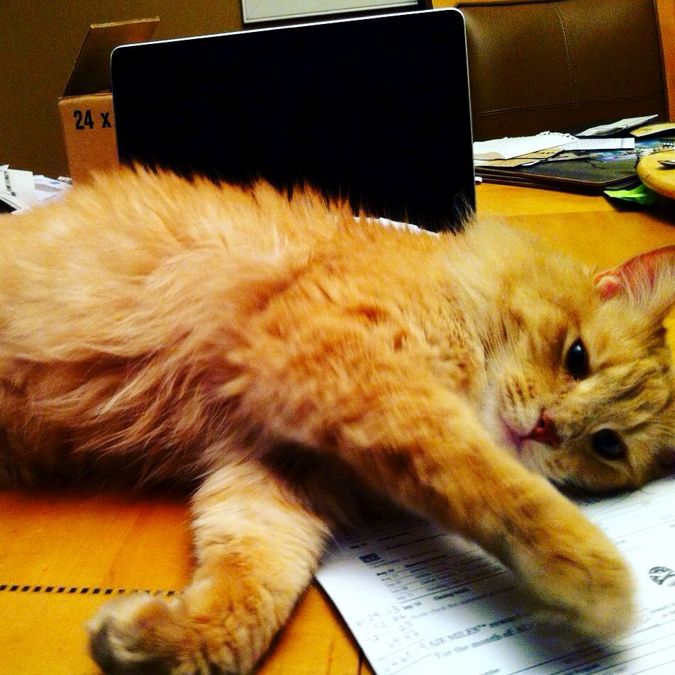 Oliver Wanted to Help Me Do Paperwork.