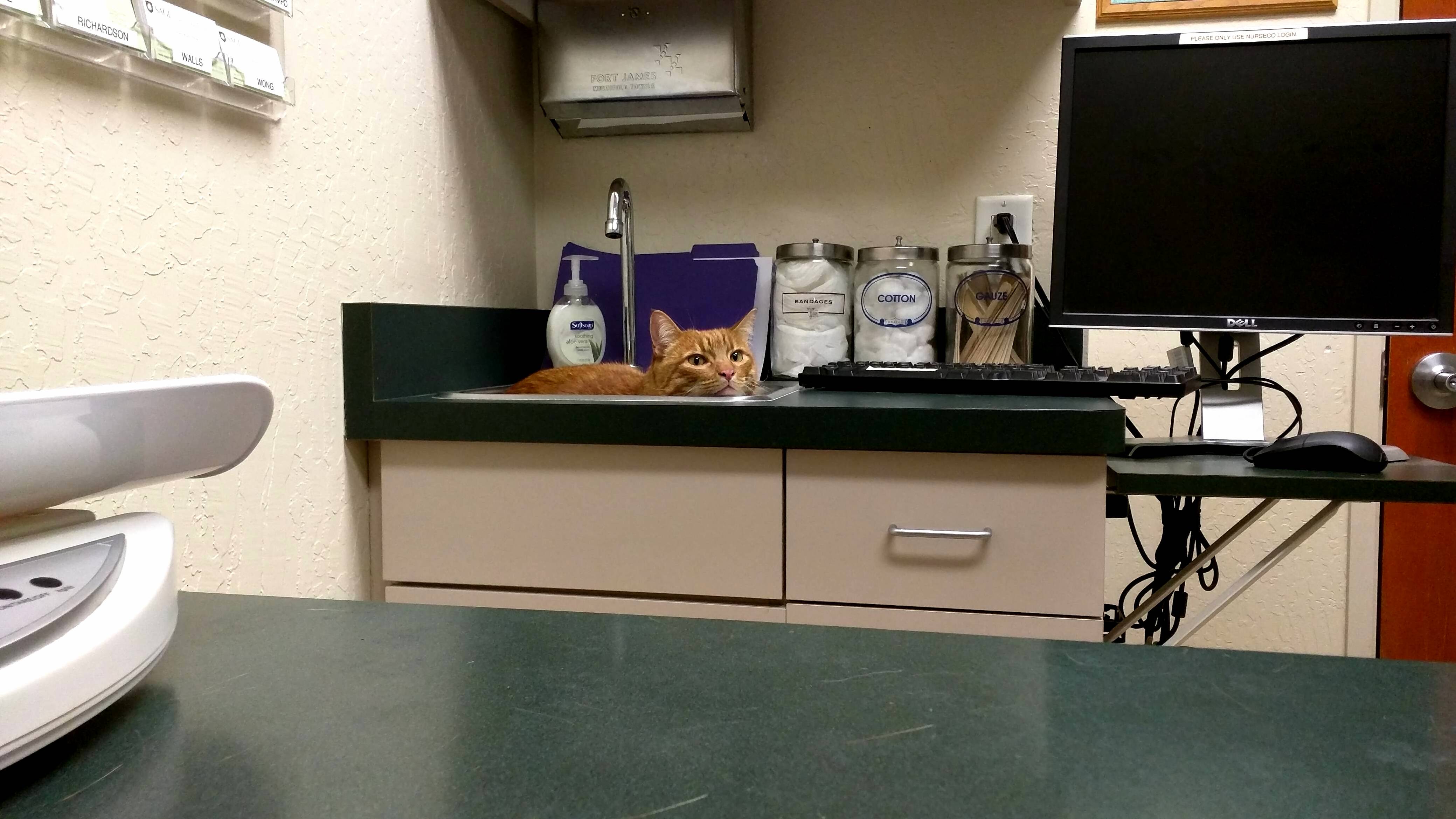 Our Cat Little Dude Contemplating His First Trip to the Vet