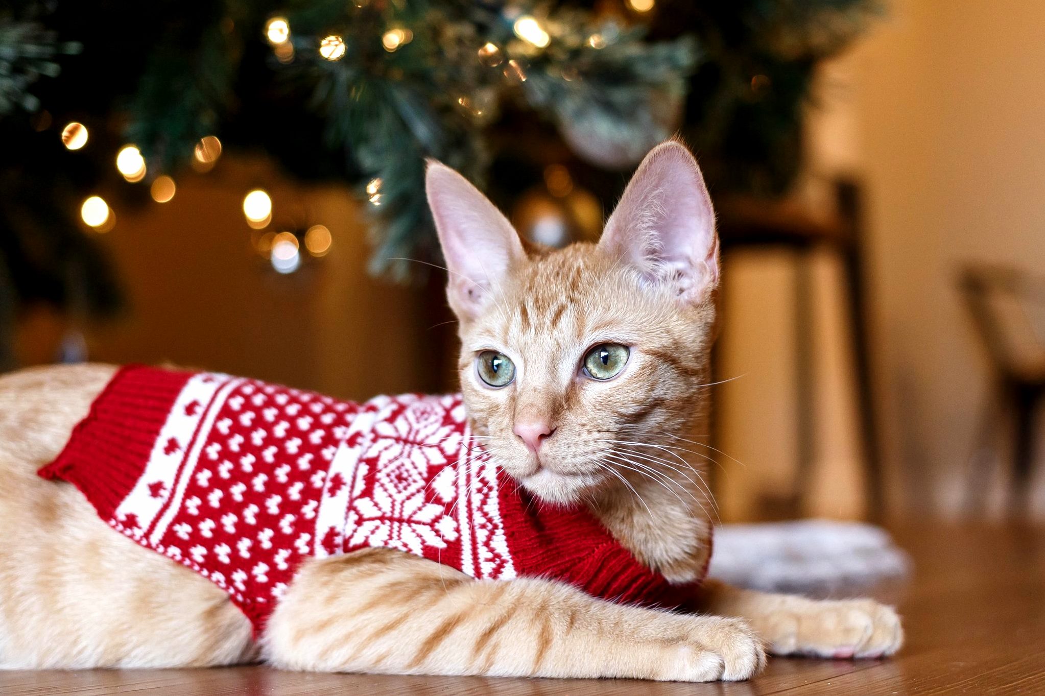 Our Christmas Kitten