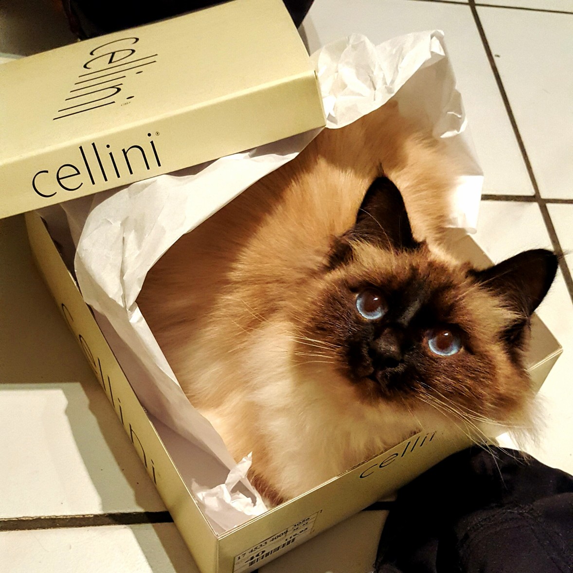 Our Majestic Little Boxhogger Cannot Resist Claiming a Fresh One. Every Time We Receive a New Package 30 Seconds Later Its His.