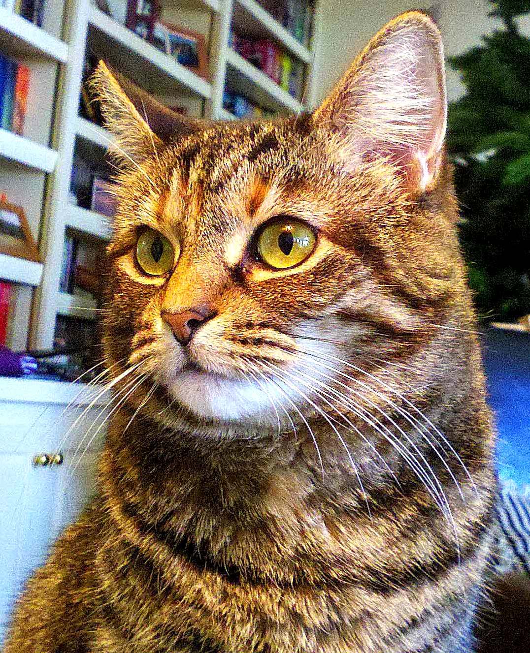 Our Very Bossy Cat Molly Ivins