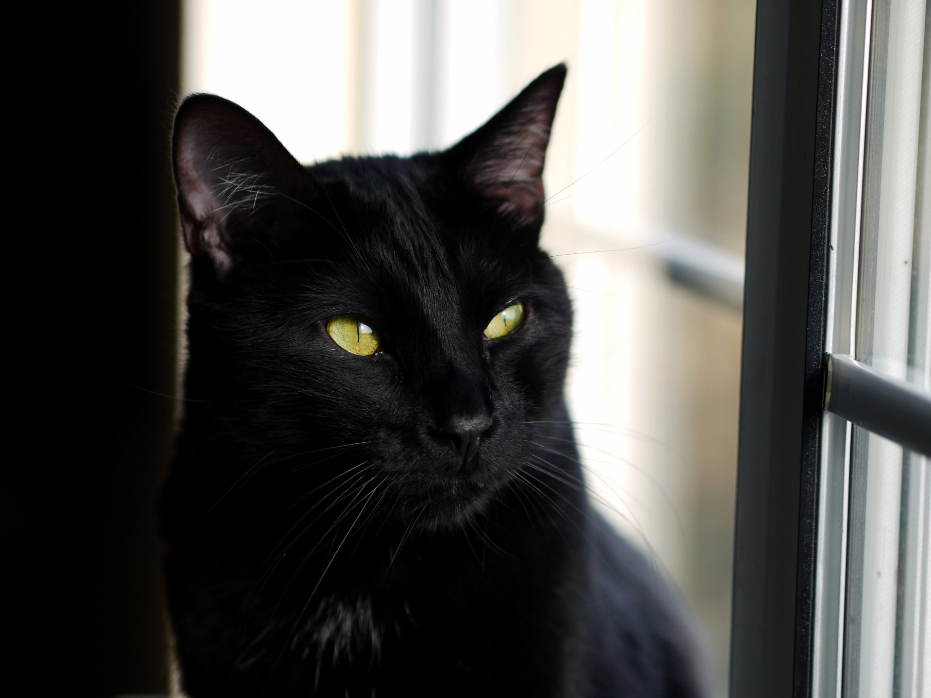 Panther Near a Window. Album in Comments