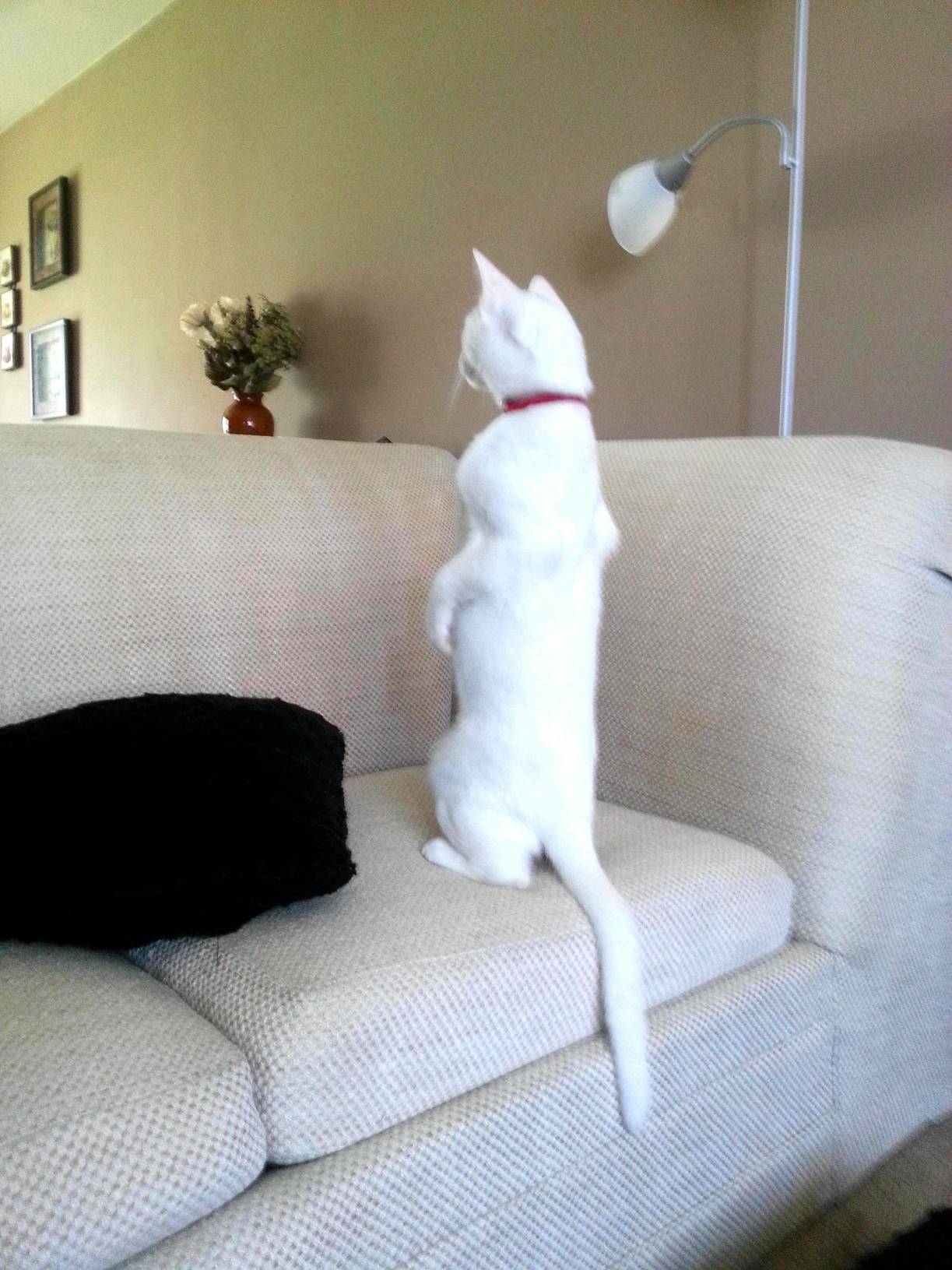Pretending to Be a Meerkat.