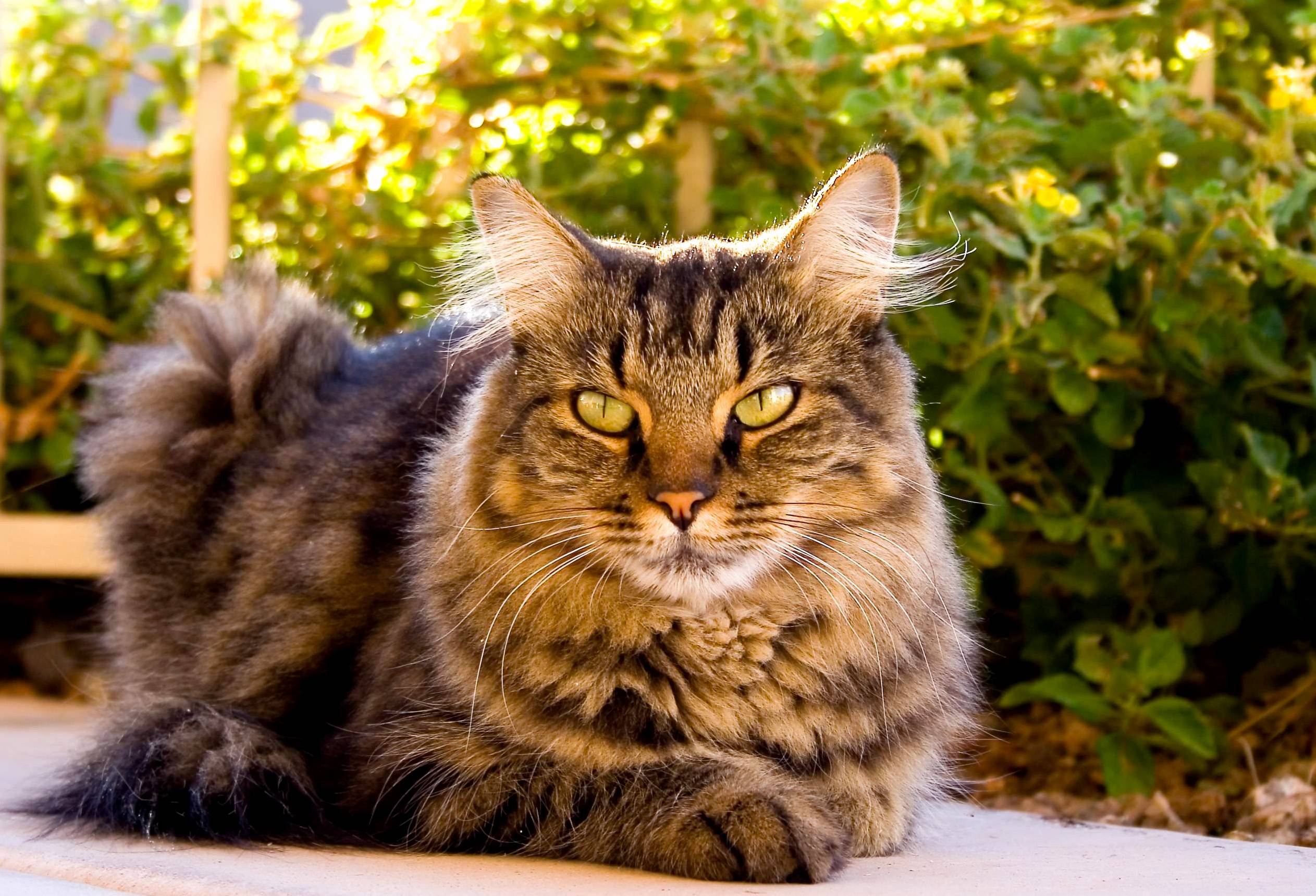 Really Ready for Hunting Looking Keenly on Her Prey