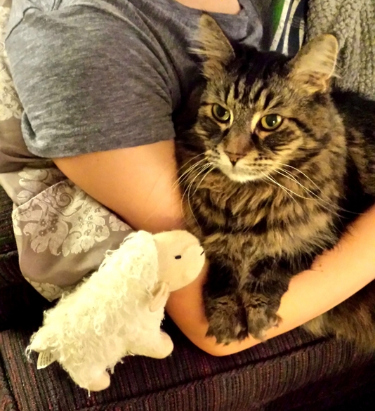 Rip Juniper the Cat You Will Be Missed and We Love You.