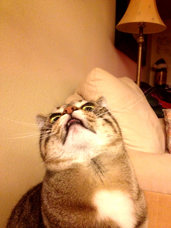 Rosie Is So Photogenic.