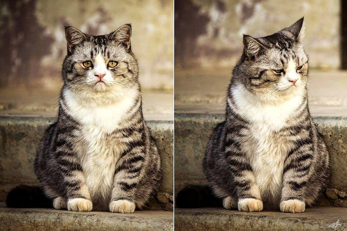 Russian Cat