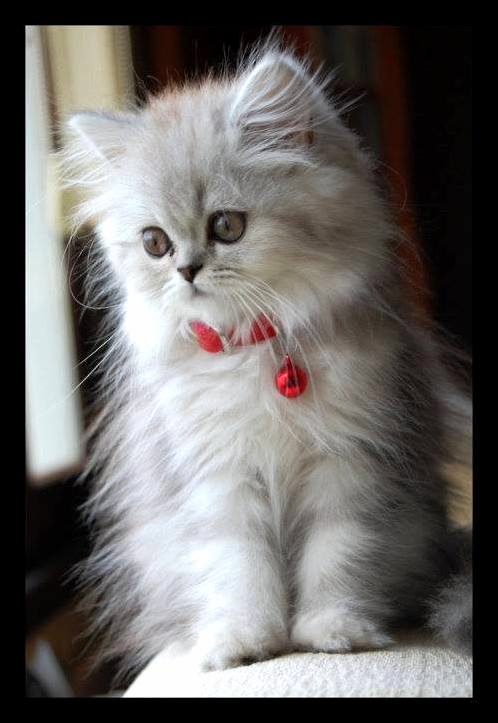 Serious Cat Is Serious.
