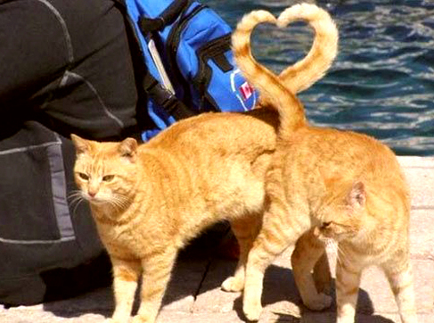Sign of Love