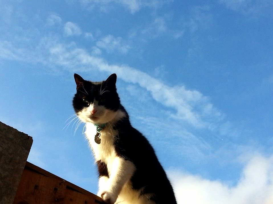 Sky Cat Watching a Rat