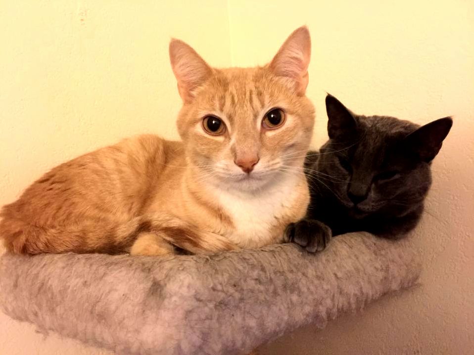 Sometimes They Play Nice.