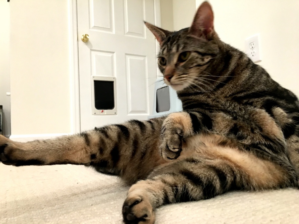 Squishy Has a Brown Belt in Kung Mew