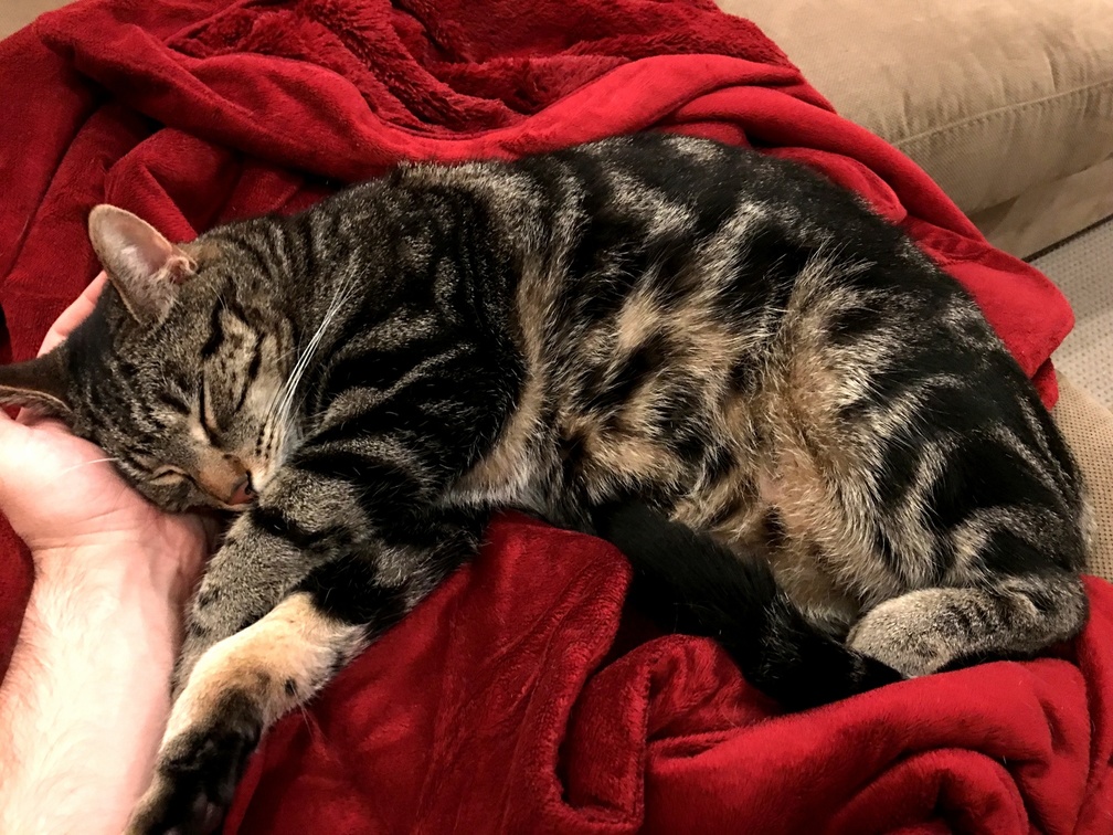 Squishys Only Up for Cuddles When Hes Asleep.
