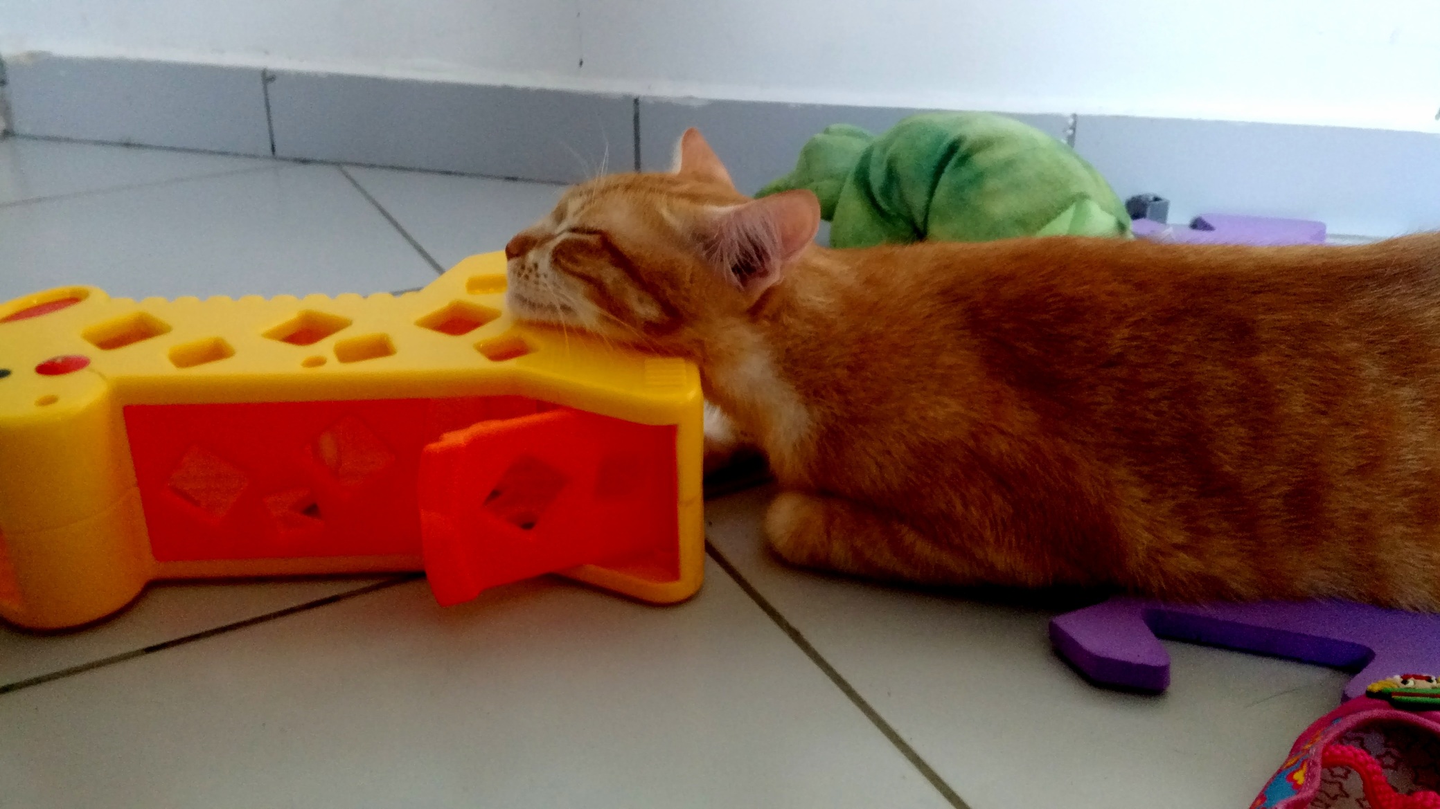 Thats My Cat Sleeping on My Daughters Toys