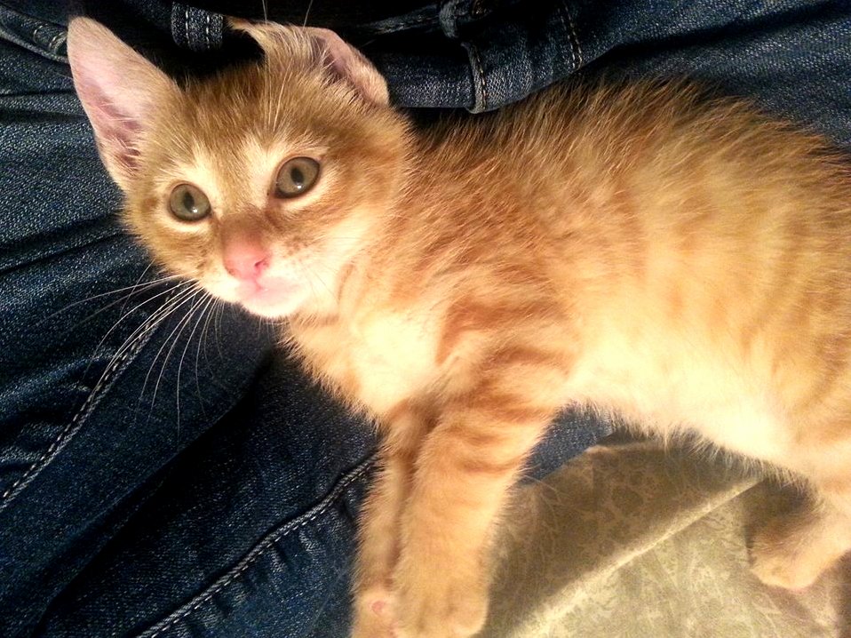 The Newest Member of Our Family