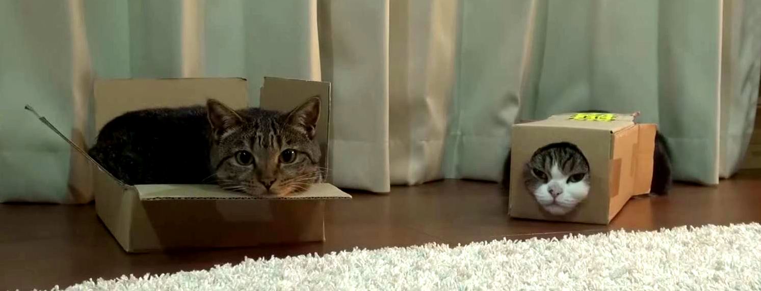 There Are Two Types of Cats in This World...