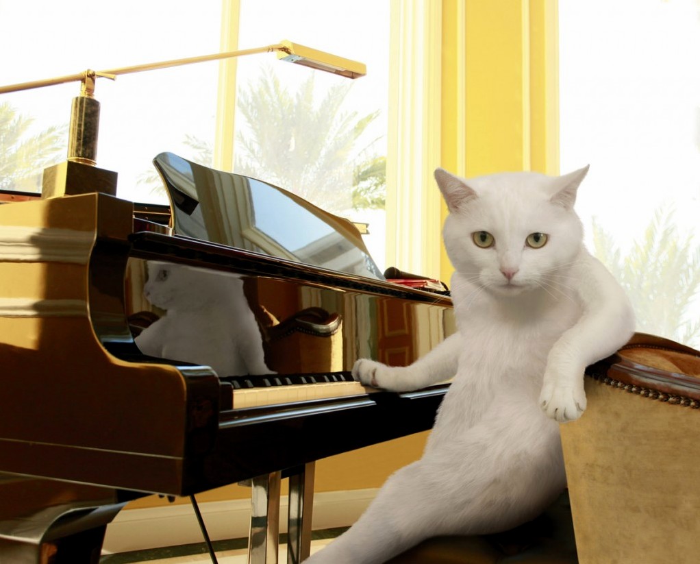This Cat Is a Piano Expert...