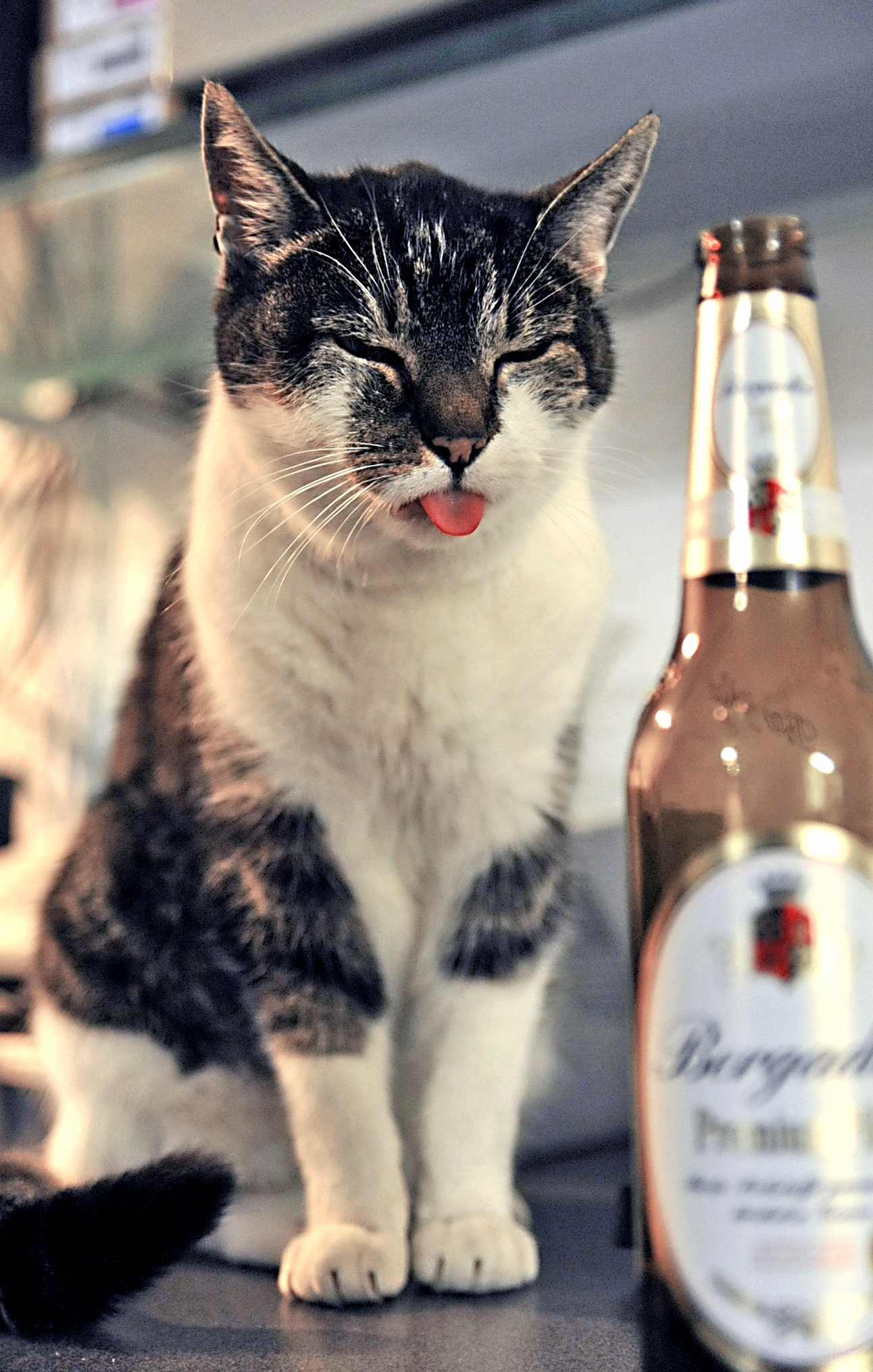 This Cat Love This Bottle
