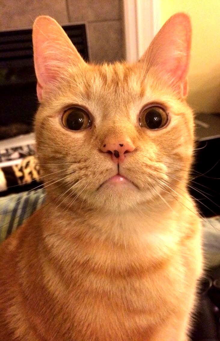 This Is Henry