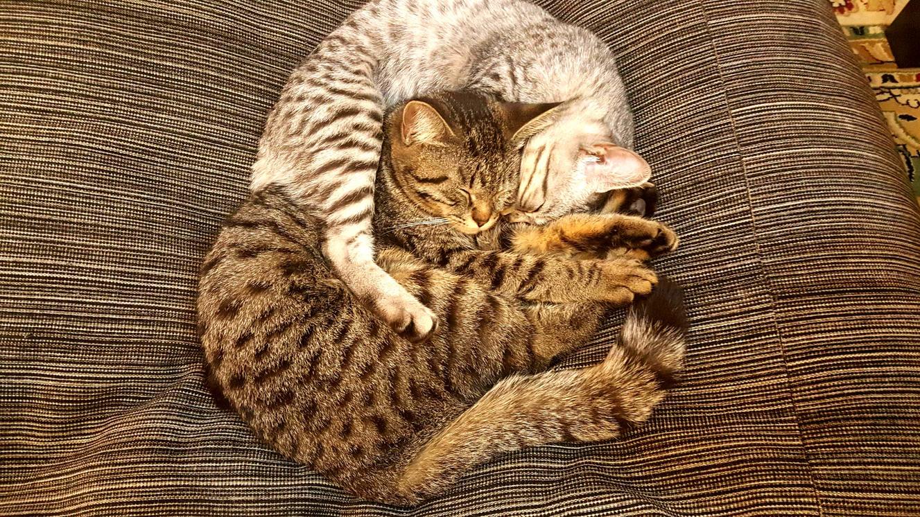 This Is How My Cats Sleep
