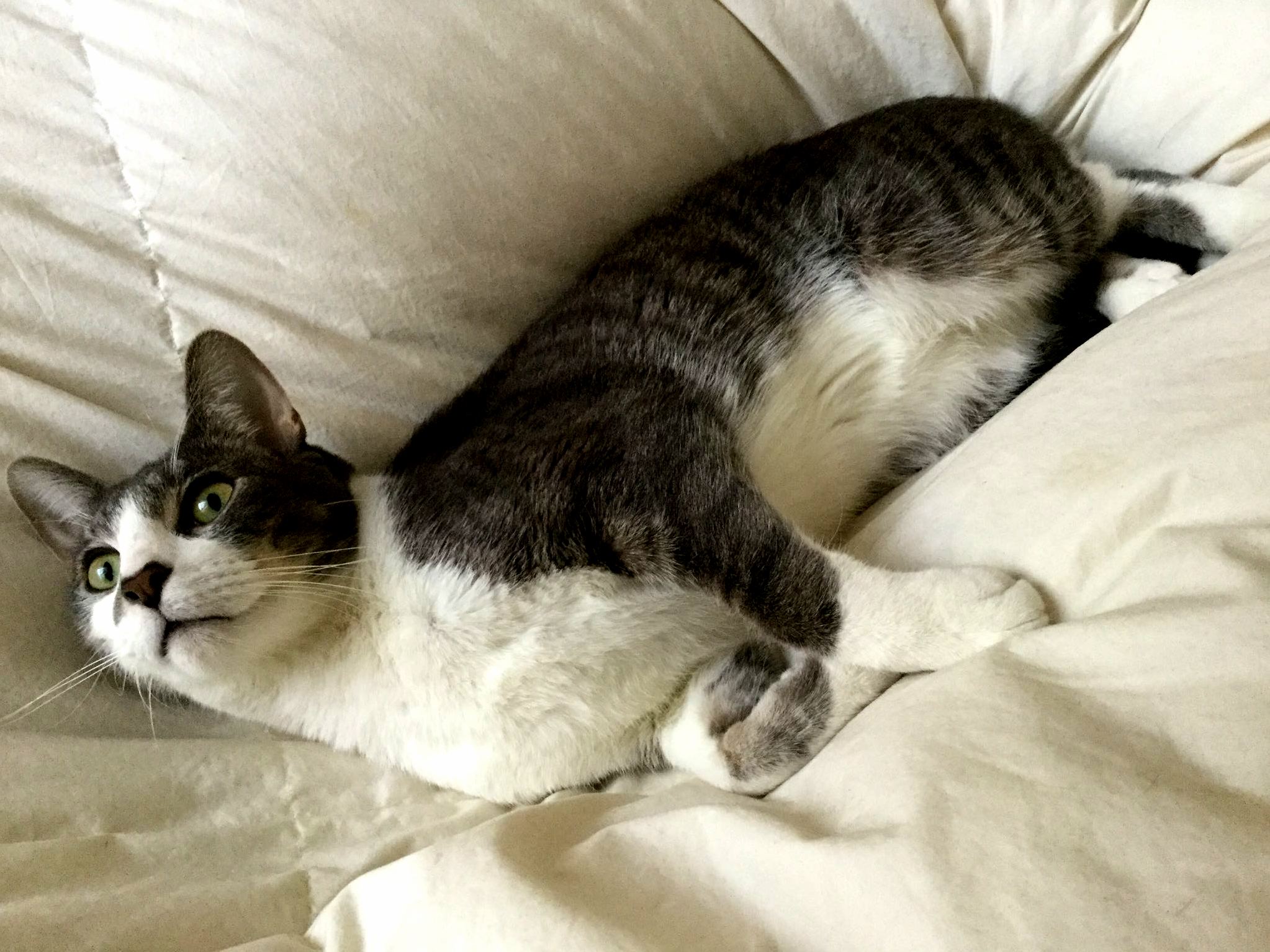 This Is How Phineas Looks Out of the Window Every Morning