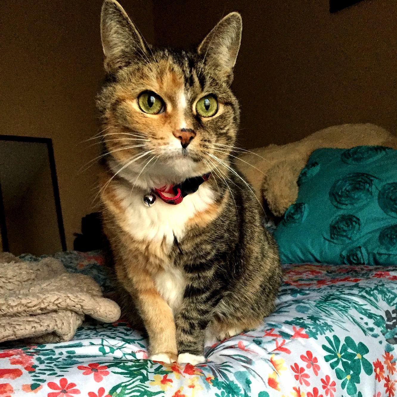 This Is My Two Faced Kitty Named Pounce