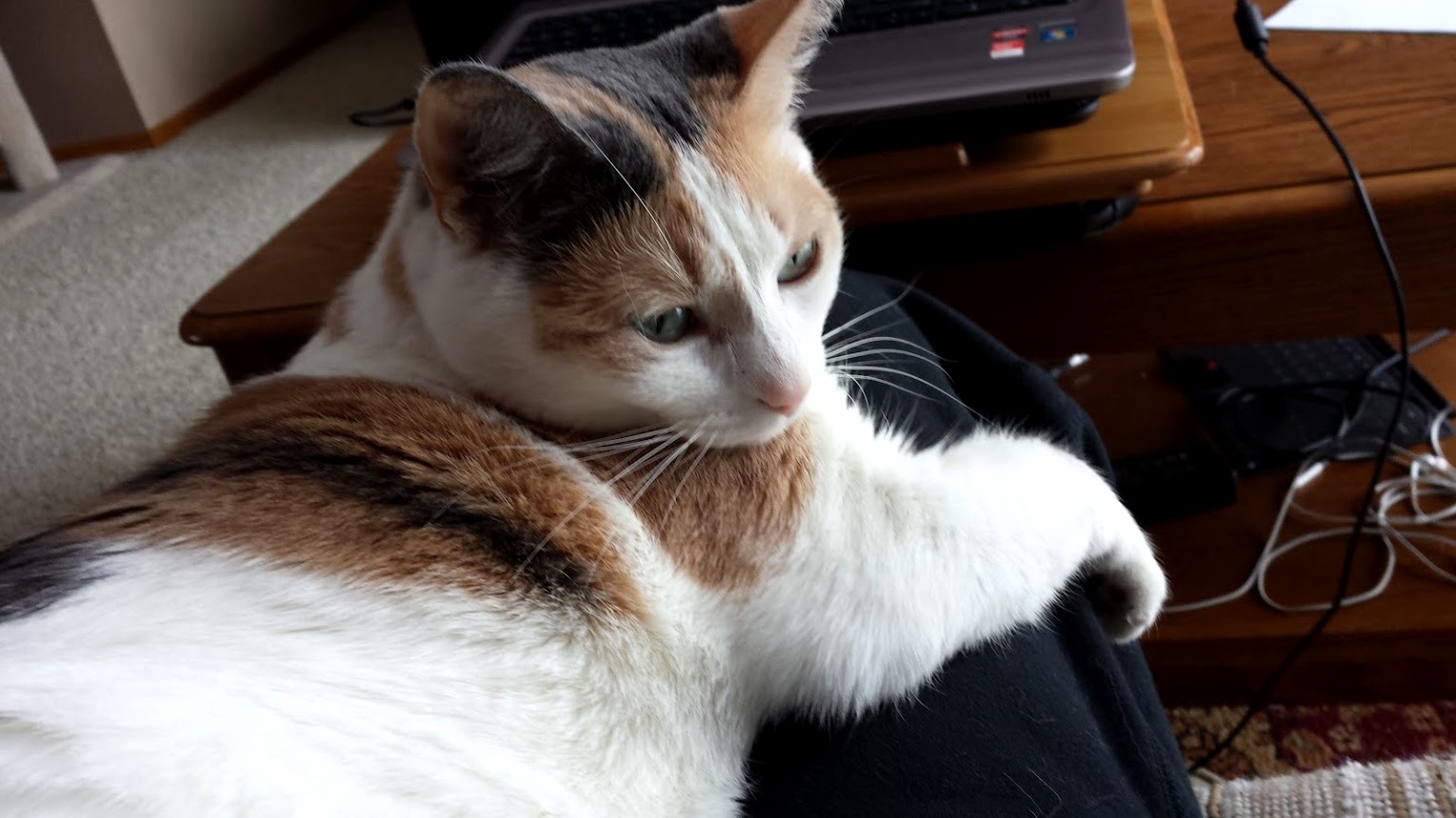 This Is Suge. She Works on Her Guns by Chasing Lasers Around the House.