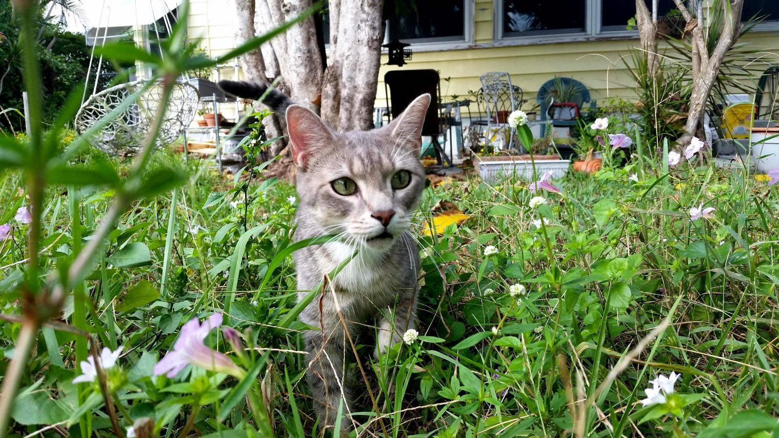 This Is Thor. Abandoned and Adopted